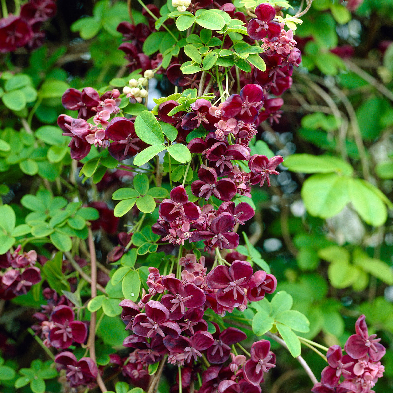 Vita de Ciocolata, Akebia Quinata – Sepe