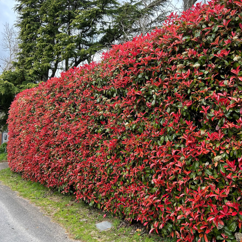 Photinia pe Spalier, Photinia Fraseri Red Robin – Sepe