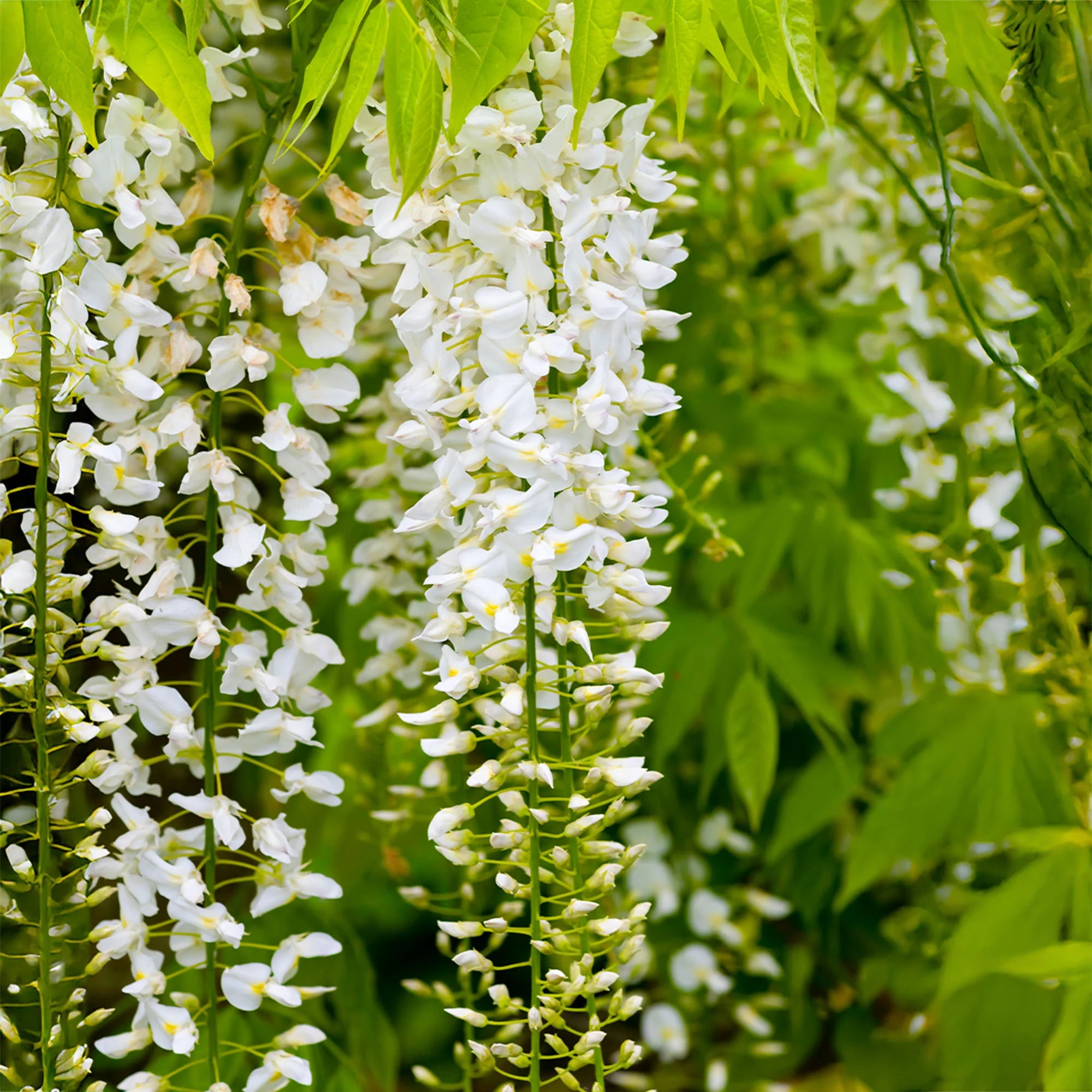 Glicina, Wisteria Floribunda Alba
