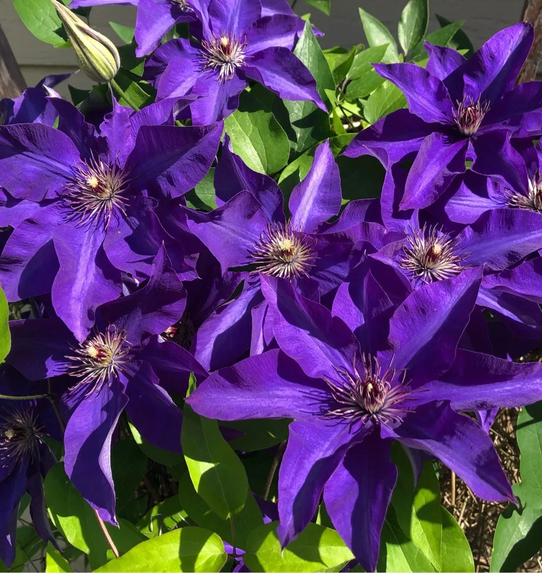 Clematita, Clematis The President