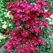 Clematita, Clematis Kardynal Wyszynski