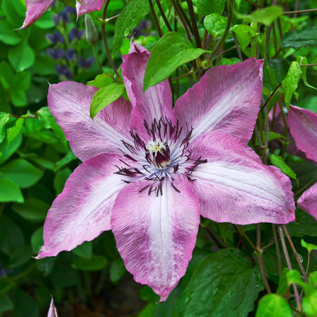 Clematita, Clematis Bieszczady