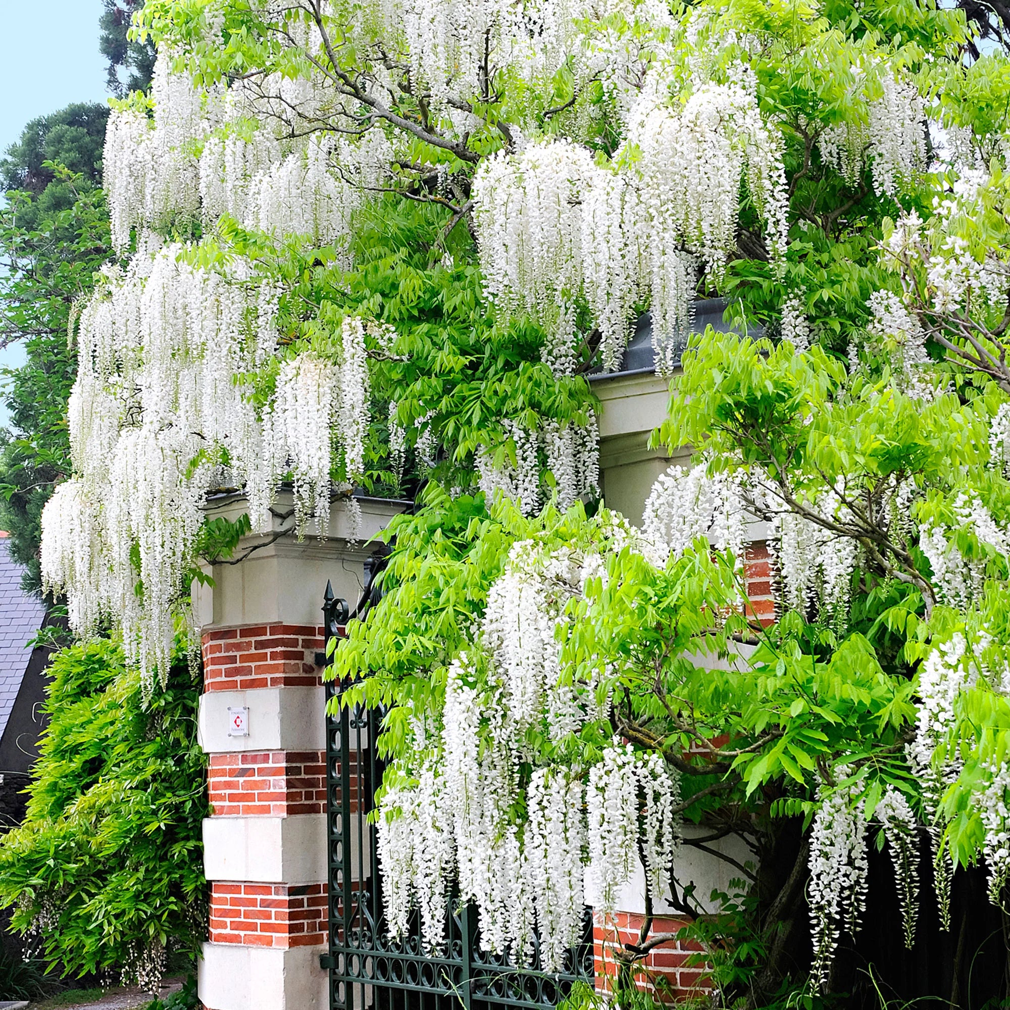 Glicina, Wisteria Floribunda Alba