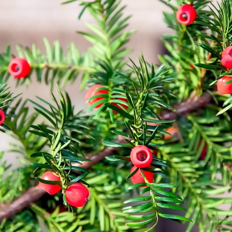 Tisa Hillii, Taxus x Media Hillii