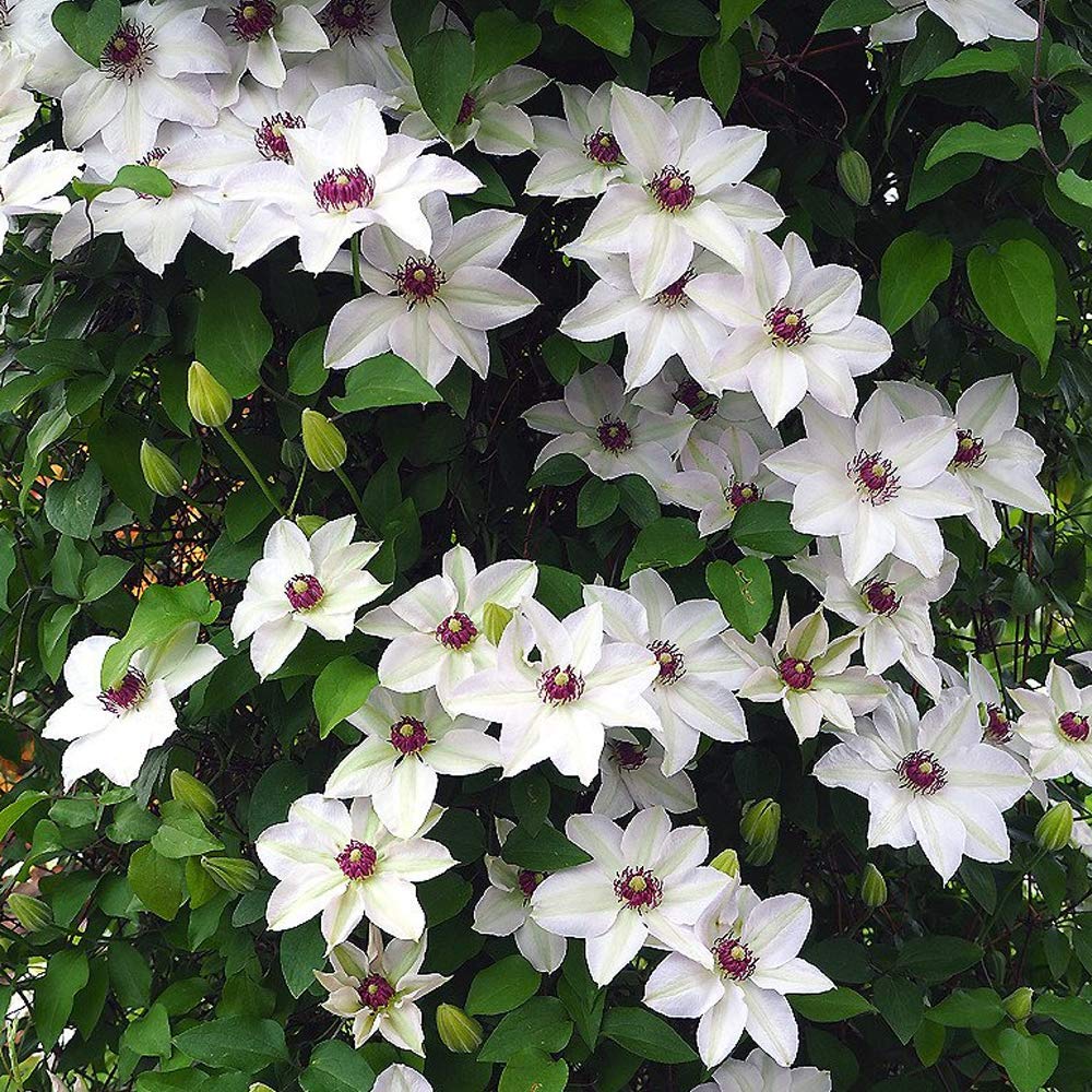 Clematita, Clematis Miss Bateman
