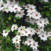 Clematita, Clematis Miss Bateman
