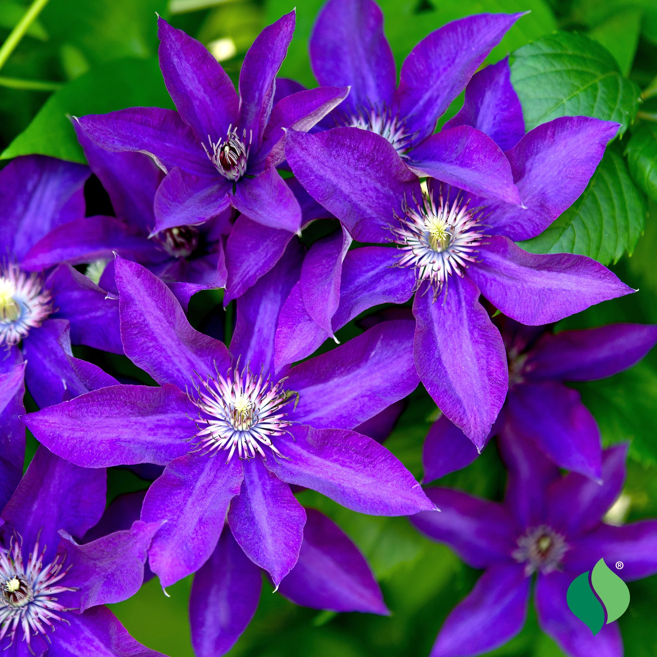Clematita, Clematis The President