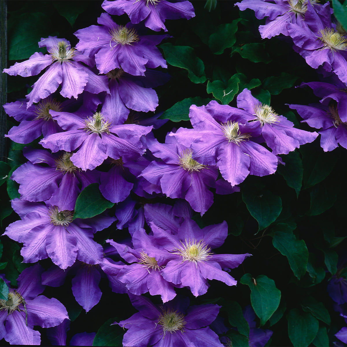 Clematita, Clematis Lasurstern