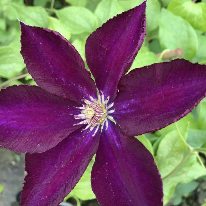 Clematita, Clematis Lech Kaczynski