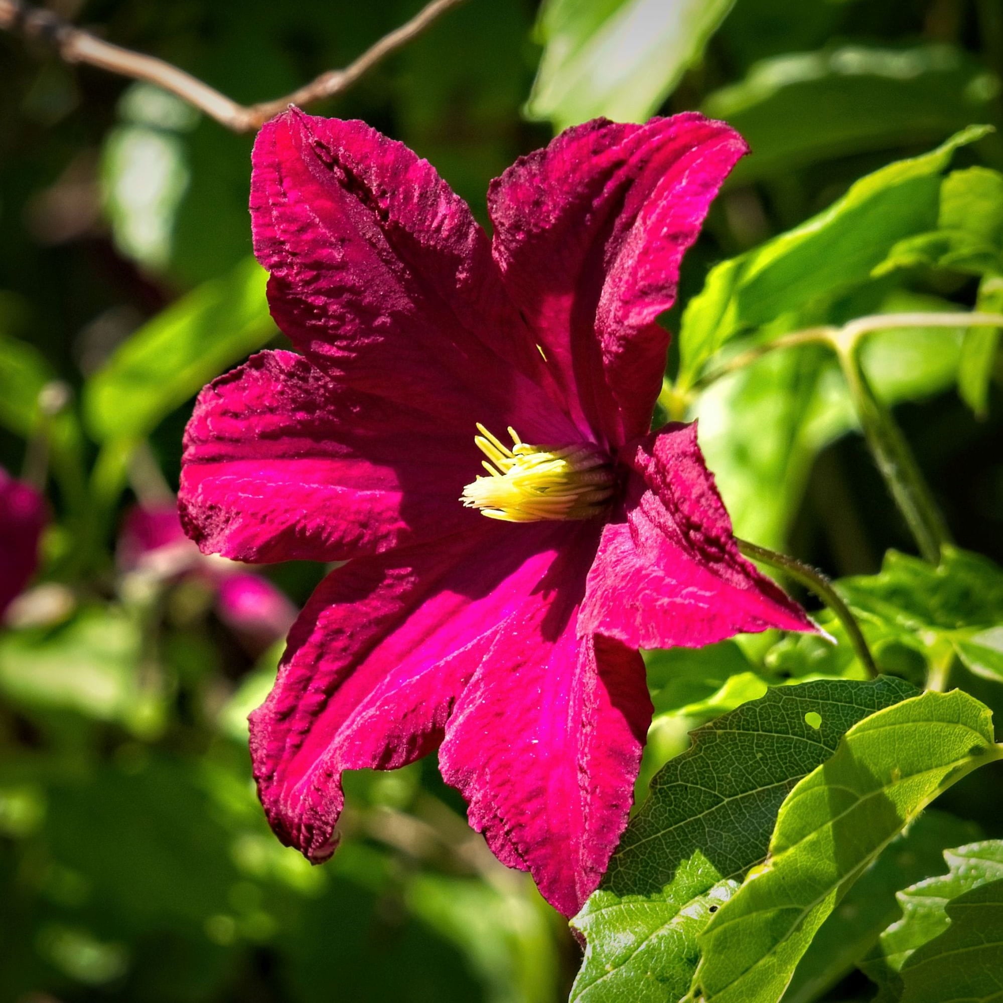 Clematita Niobe, Clematis