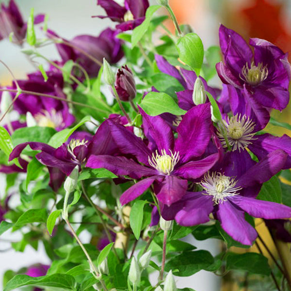 Clematita, Clematis Lech Kaczynski