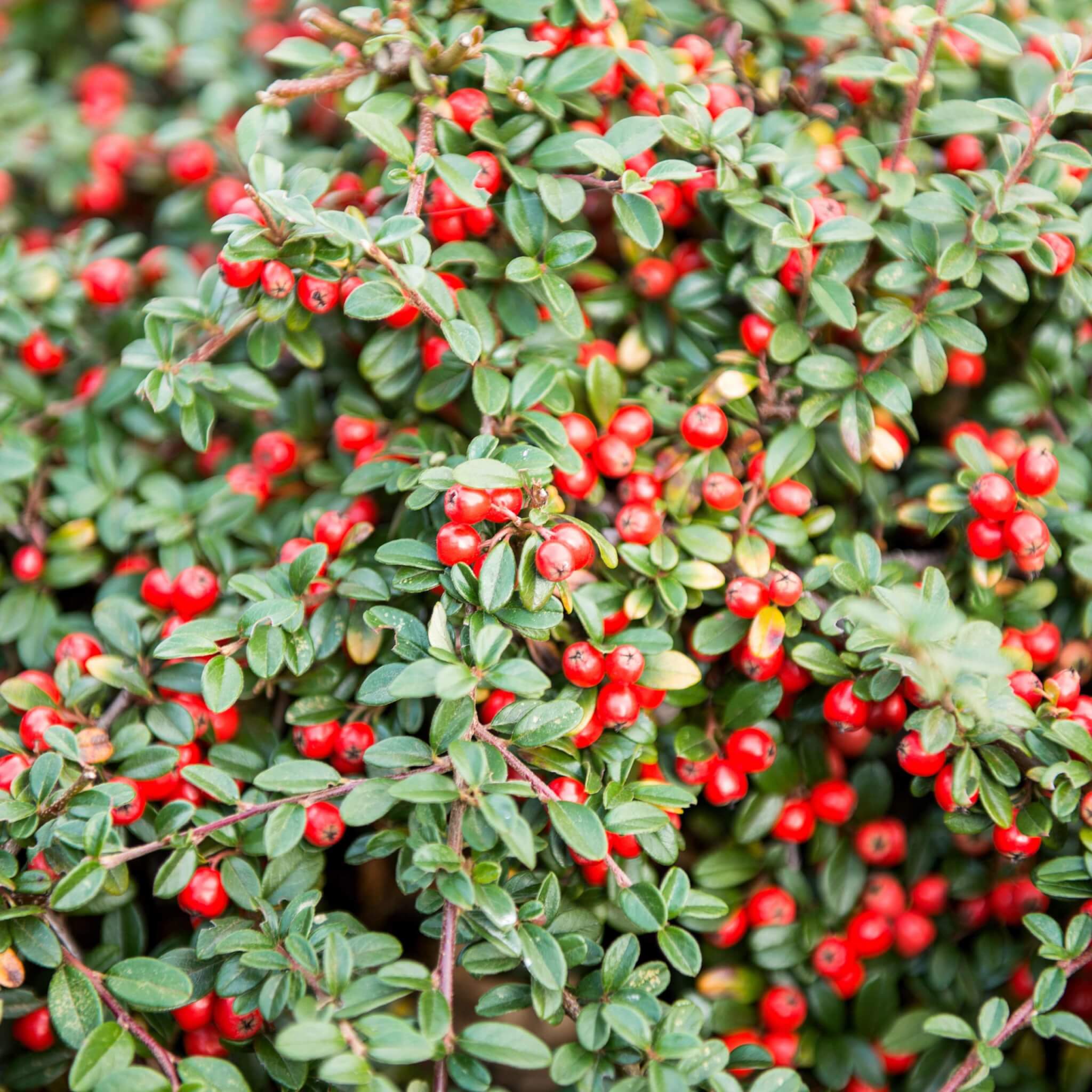 Cotoneaster Tarator, Cotoneaster Dammeri