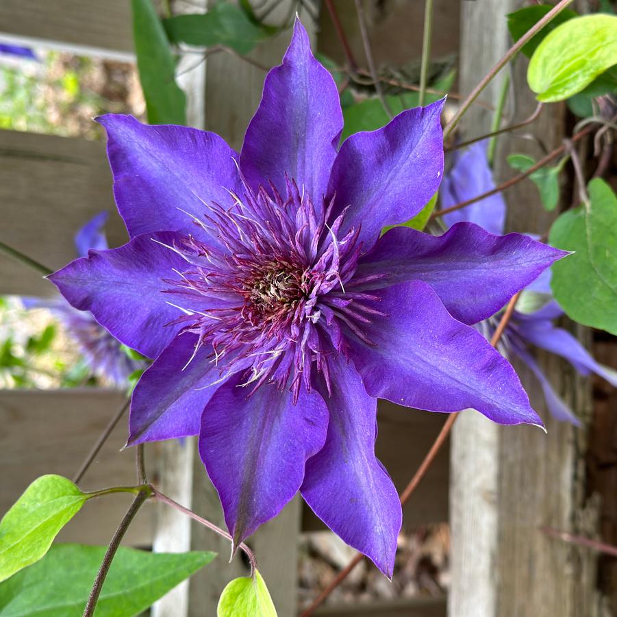 Clematita, Clematis Multi Blue