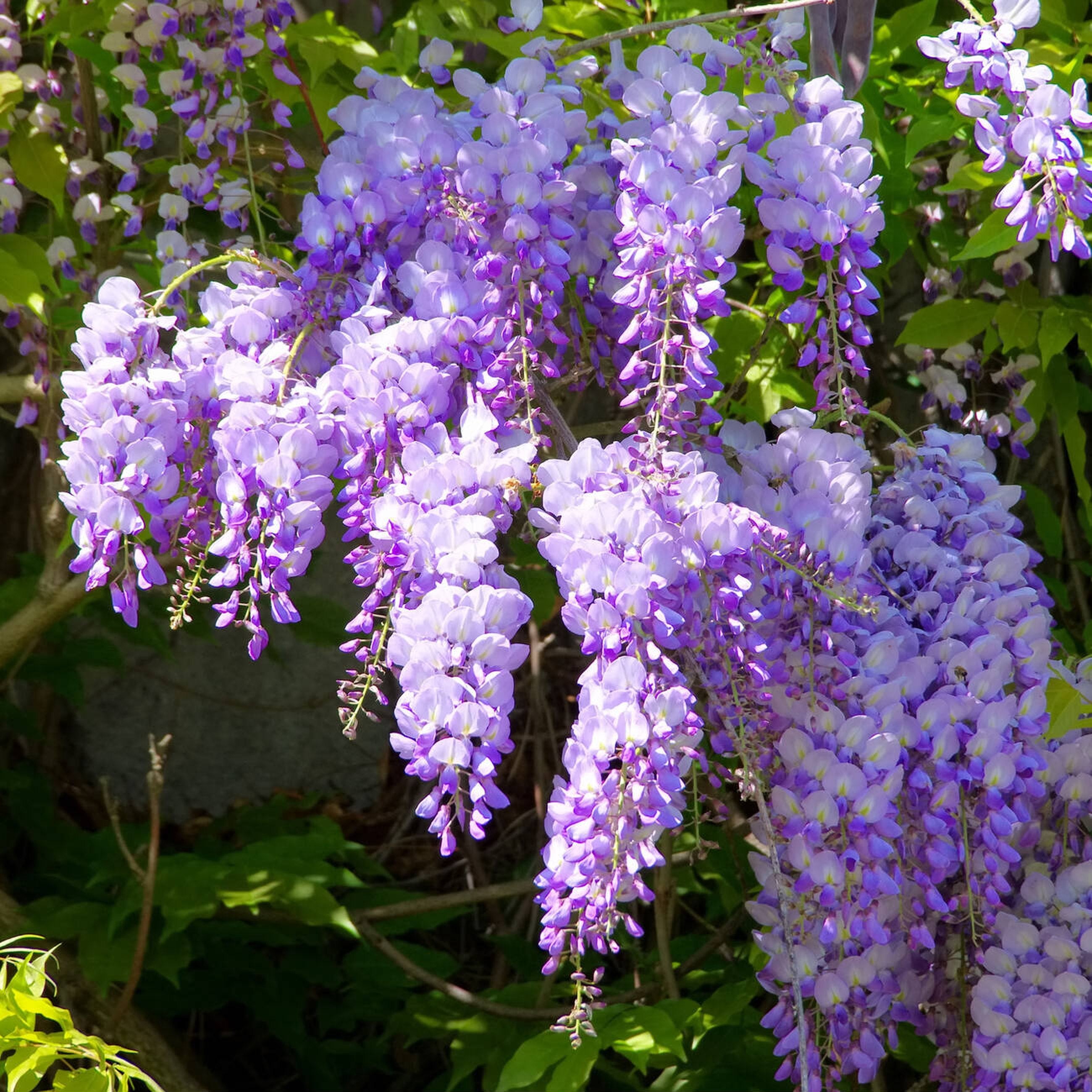 Glicina, Wisteria Floribunda Ito Koku Riu