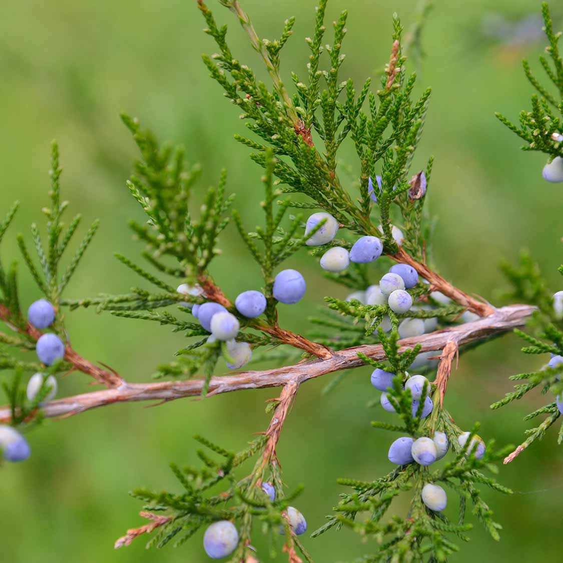 Ienupar de Virginia, Juniperus Virginiana