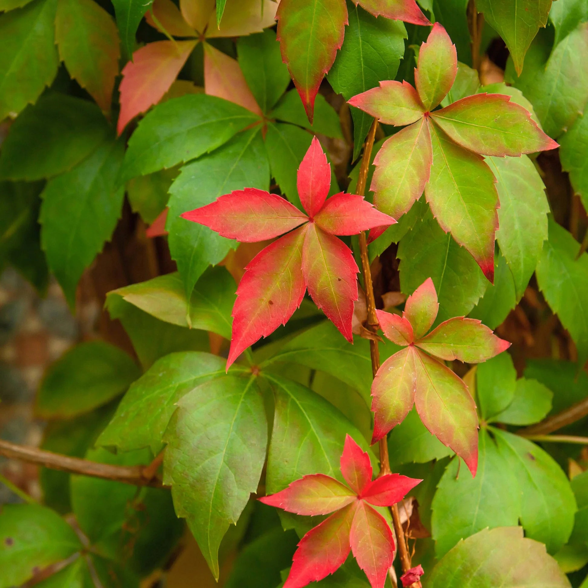 Vita Canadiana Murorum, Parthenocissus Quinquefolia