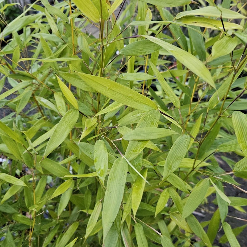 Bambus, Phyllostachys Bissetii