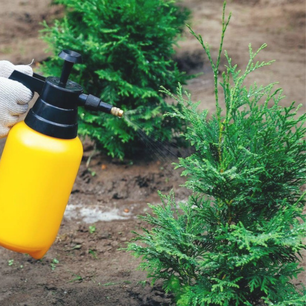 Pachet Anual de Ingrijire pentru Conifere