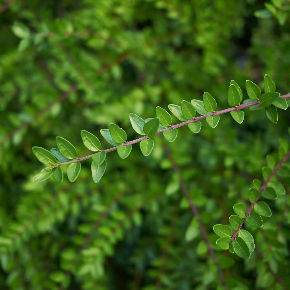 Caprifoi Tarator, Lonicera Pileata