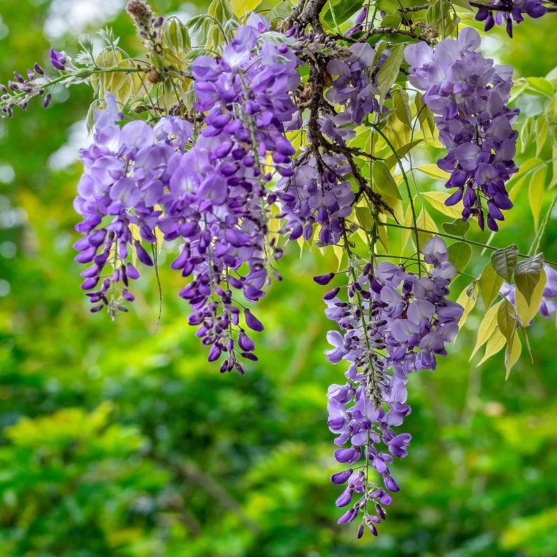 Glicina, Wisteria Amethyst Falls