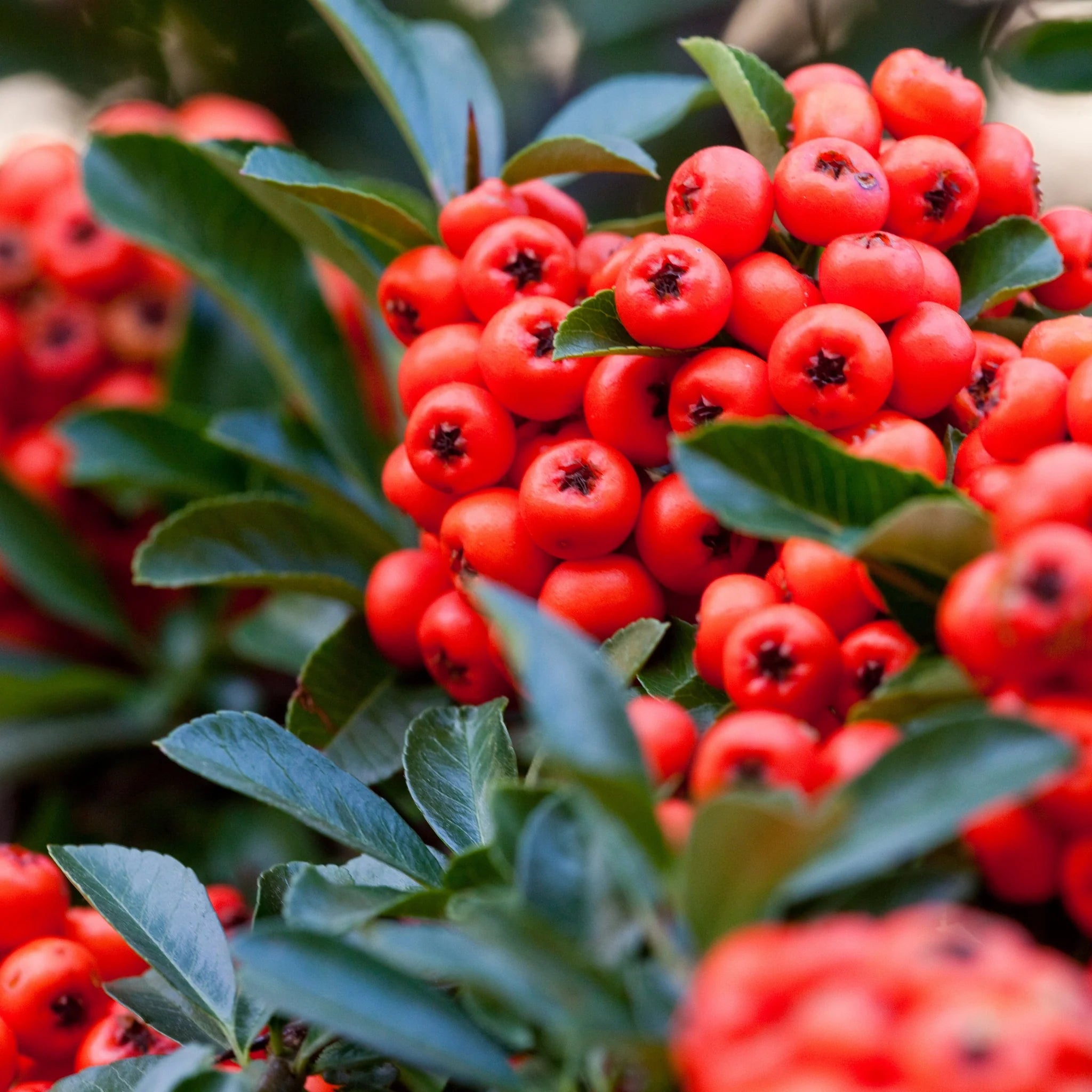 Piracanta cu Fructe Rosii, Pyracantha Coccinea Mohave