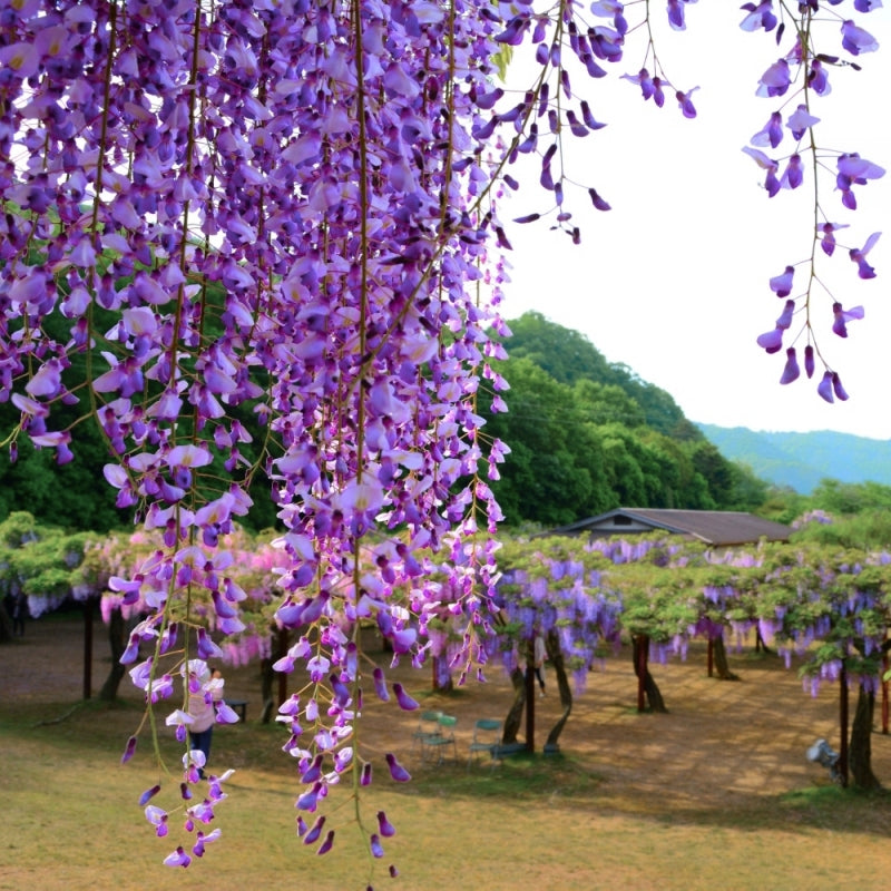 Glicina, Wisteria Brachybotrys Murasaki Kapitan