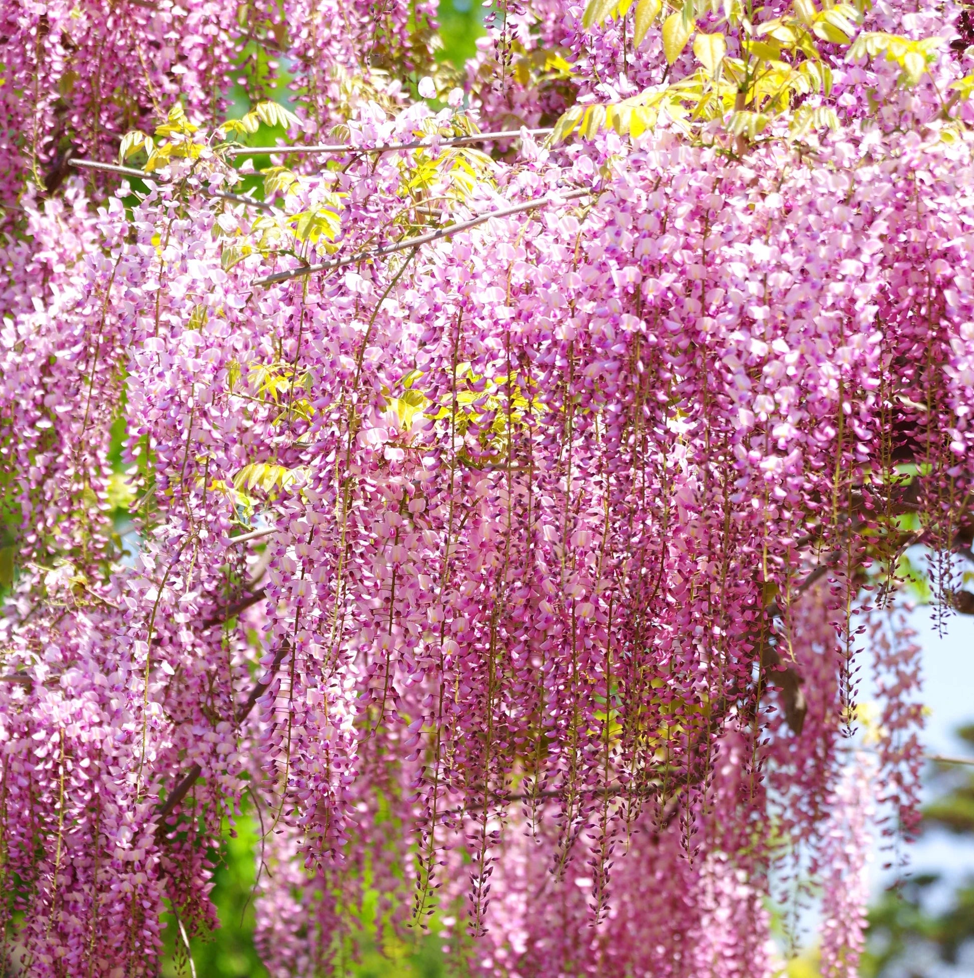Glicina Pomisor Rosa, Wisteria Sinensis