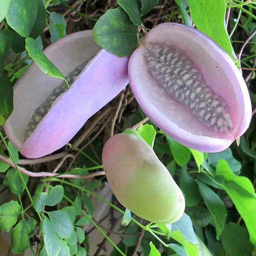 Vita de Ciocolata, Akebia Quinata