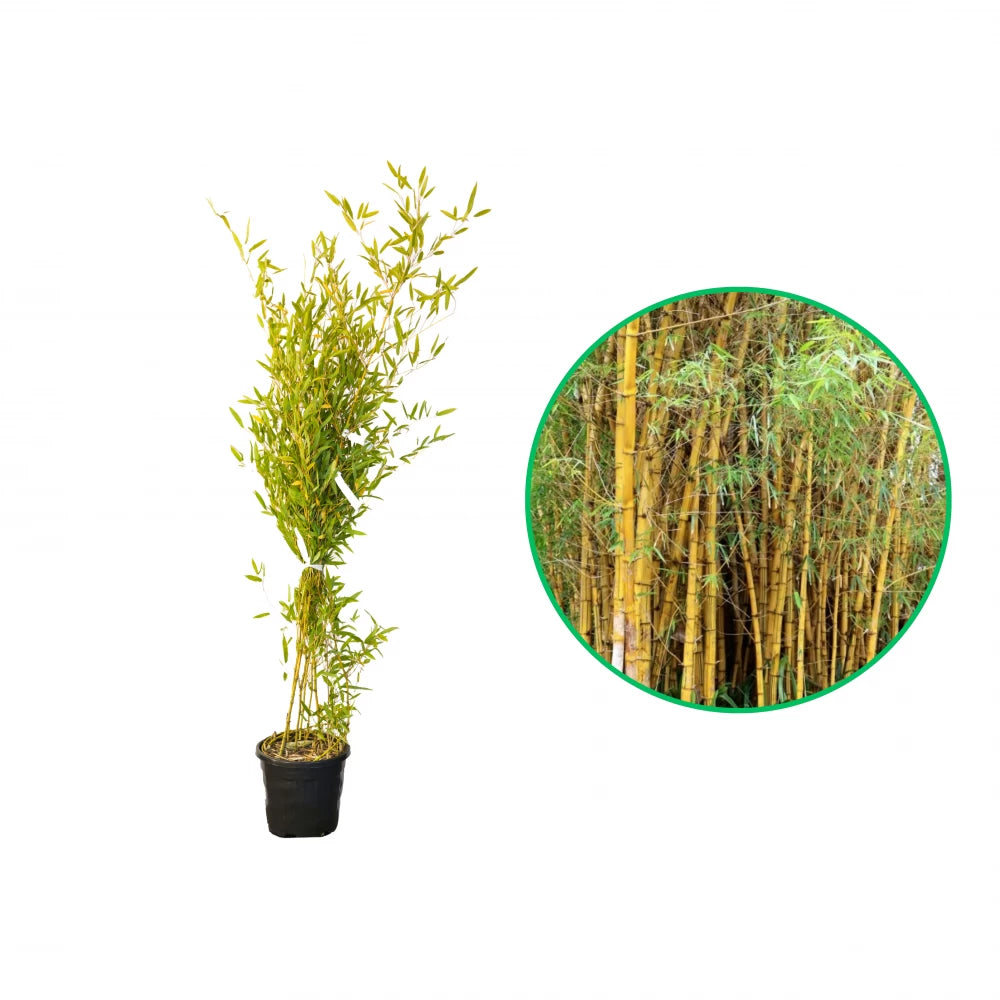 Bambus Auriu, Phyllostachys Aureocalis