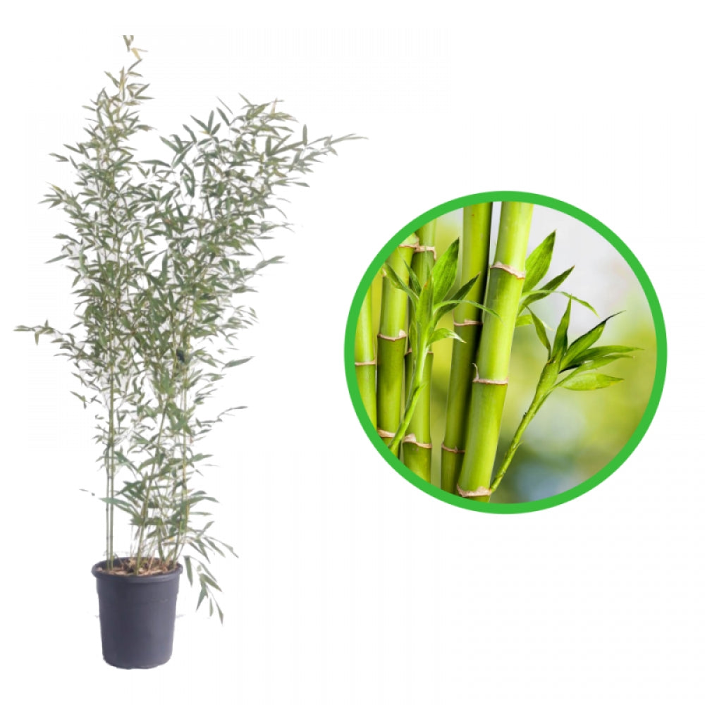 Bambus, Phyllostachys Bissetii