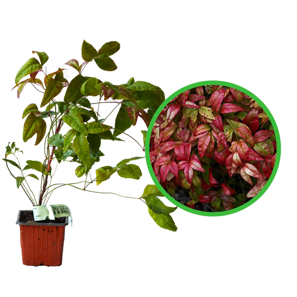 Bambus Sfant, Nandina Domestica Firepower