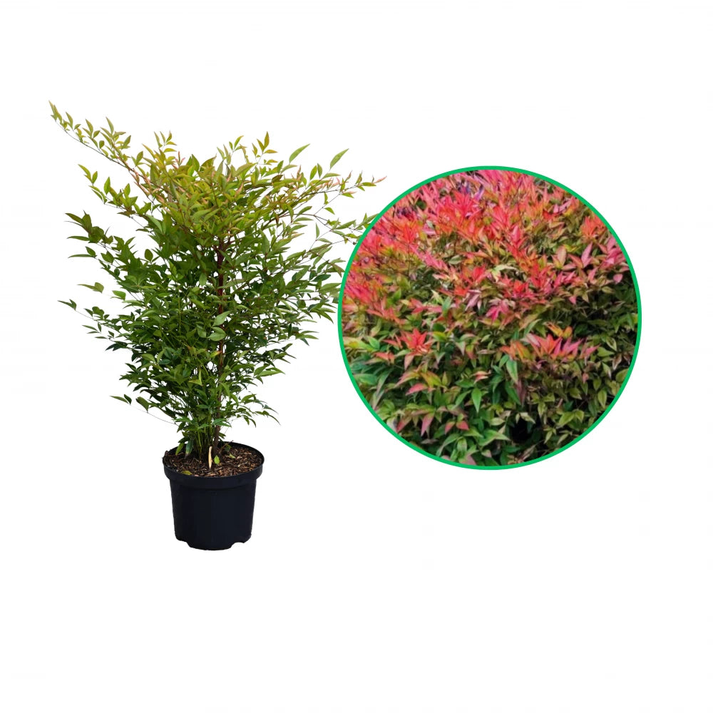 Bambus Sfant, Nandina Domestica