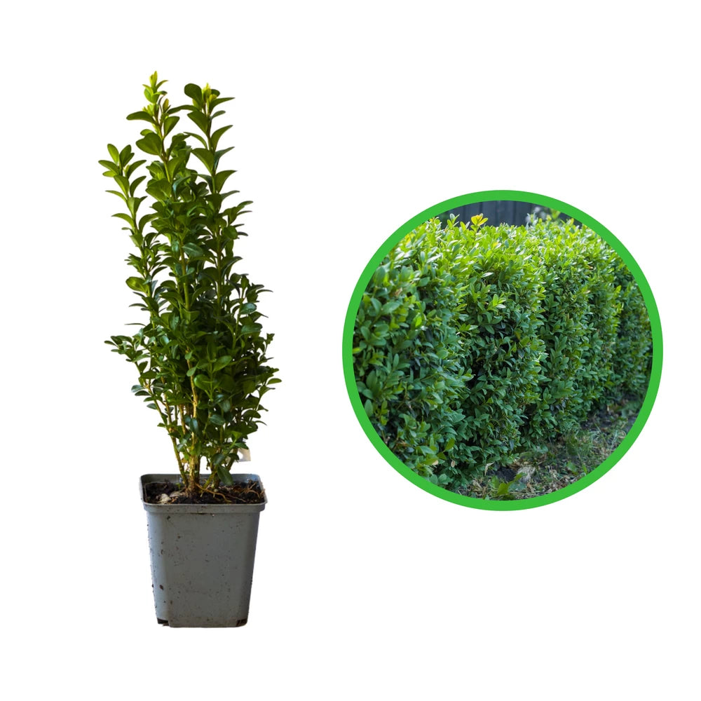 Buxus Cimisir, Buxus Sempervirens