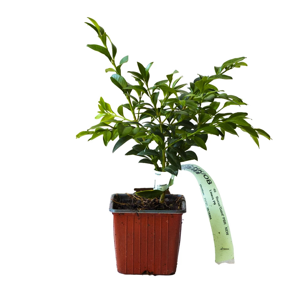 Buxus Giant, Buxus Ovalifolium