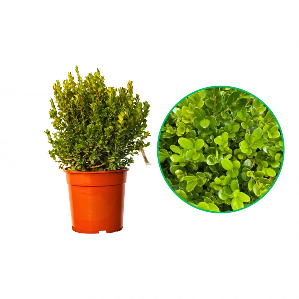 Buxus Glob, Buxus Microphylla Faulkner