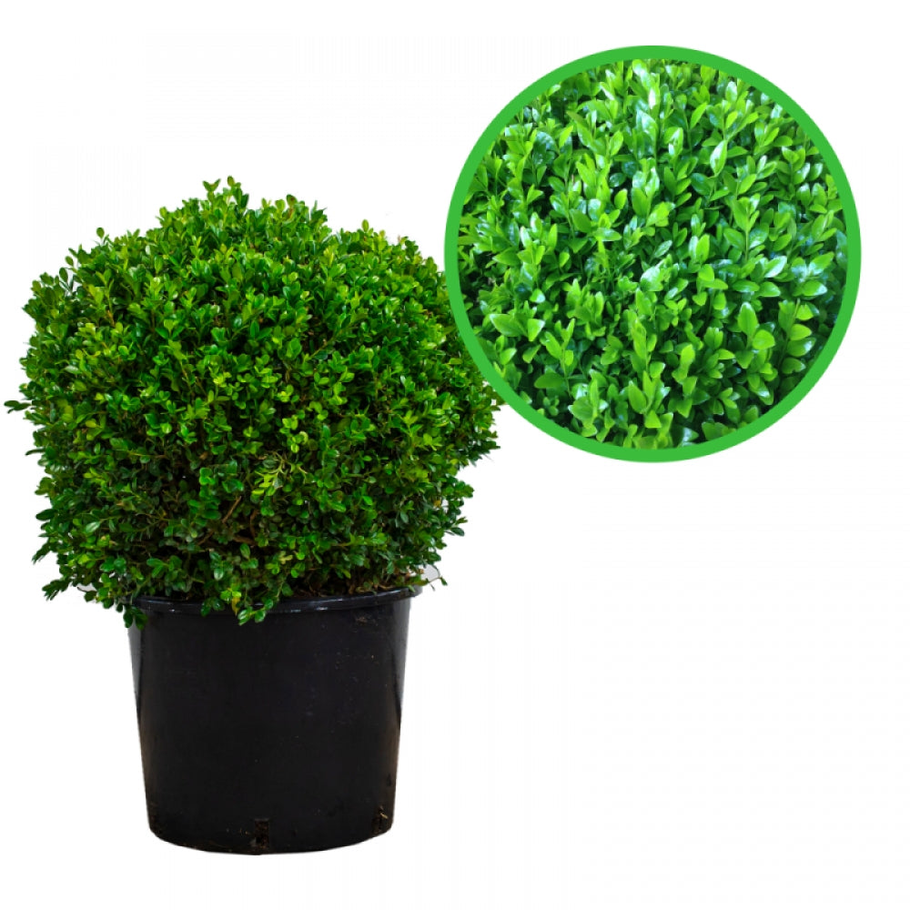 Buxus Glob, Buxus Ovalifolium
