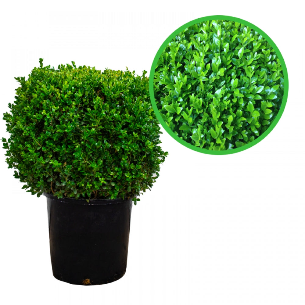 Buxus Patrat, Buxus Ovalifolium