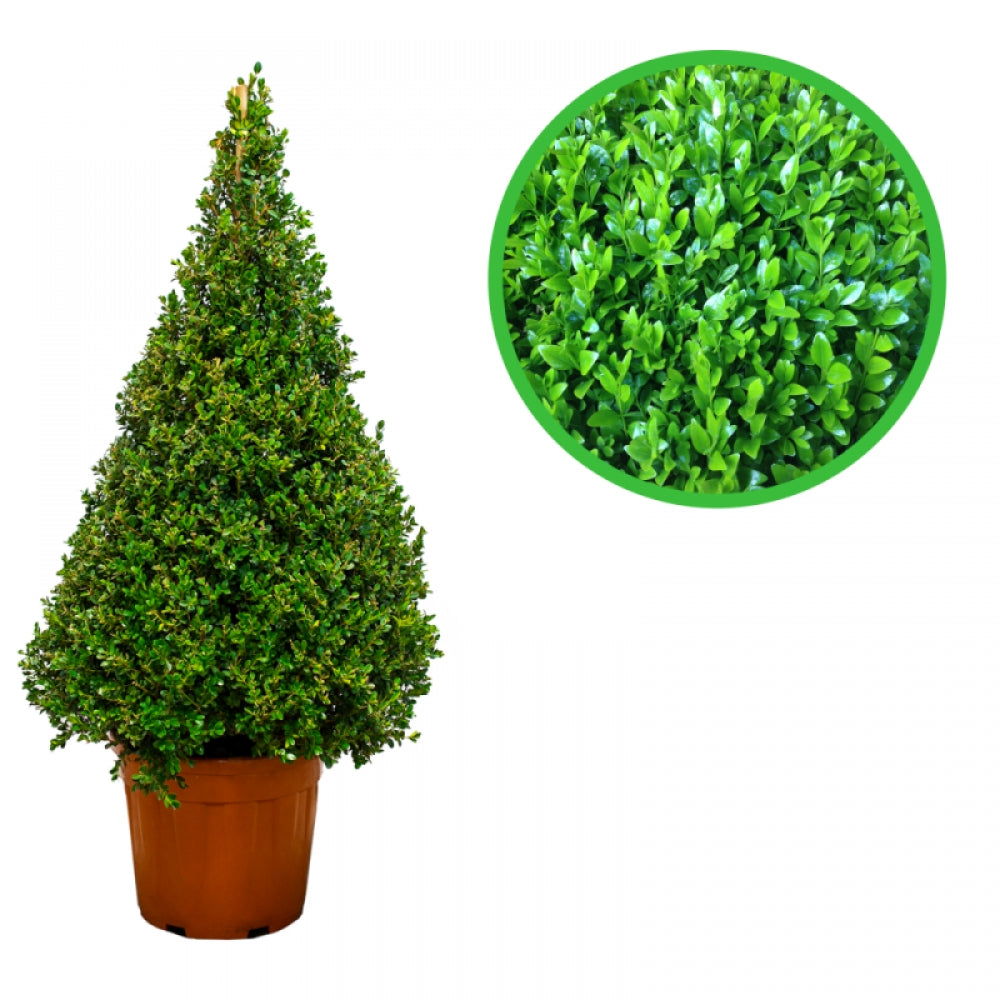 Buxus Piramidal, Buxus Ovalifolium