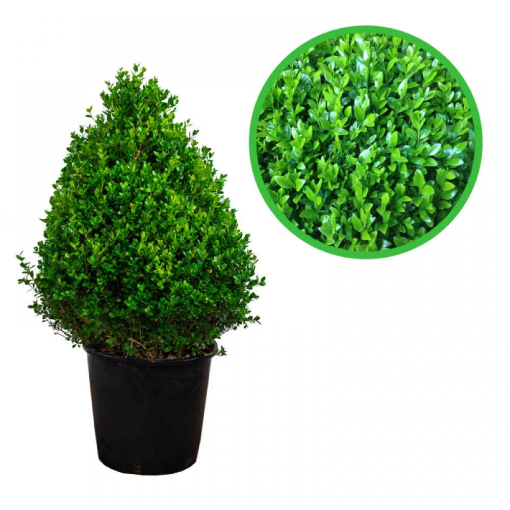 Buxus Piramidal, Buxus Ovalifolium