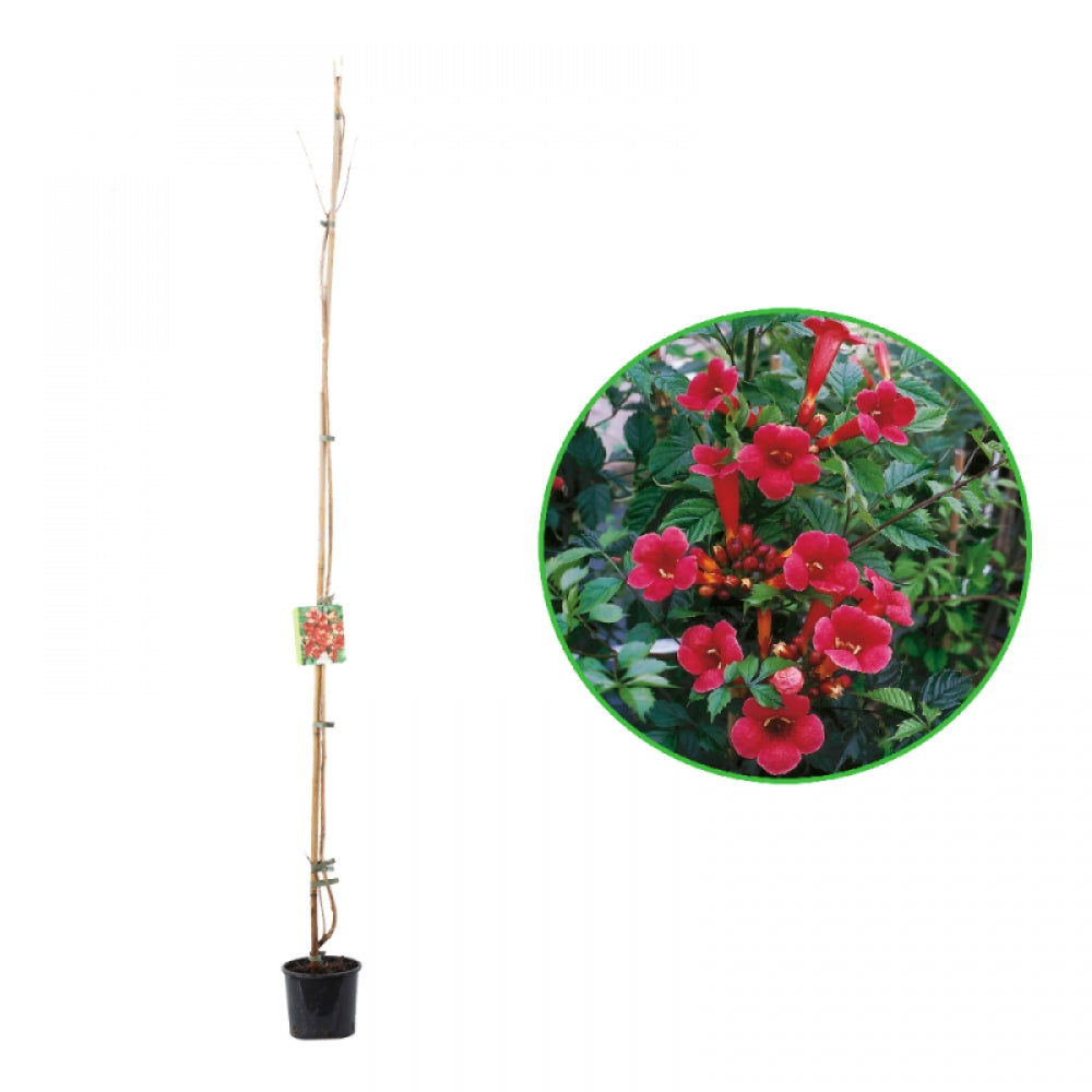 Pipa Turcului Flamenco, Campsis Radicans Flamenco