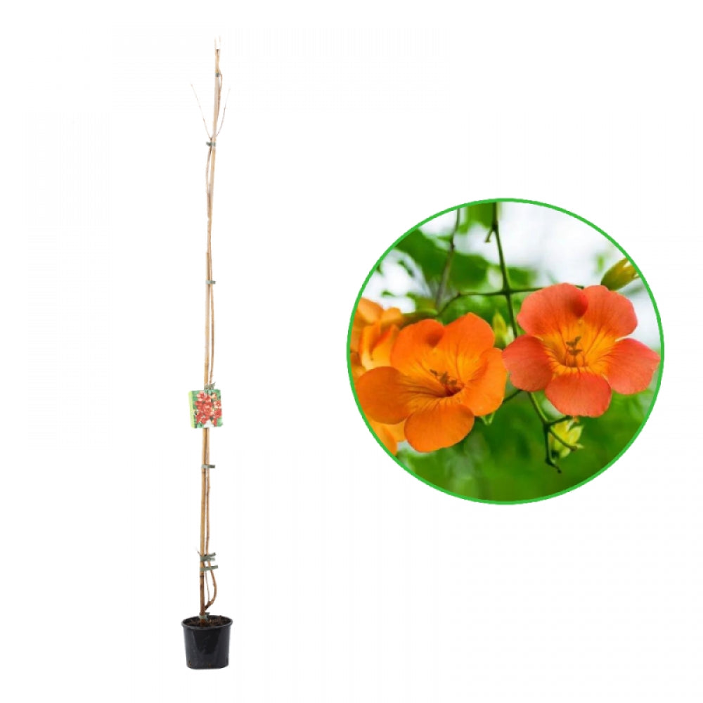 Trompeta Chinezeasca, Campsis Grandiflora