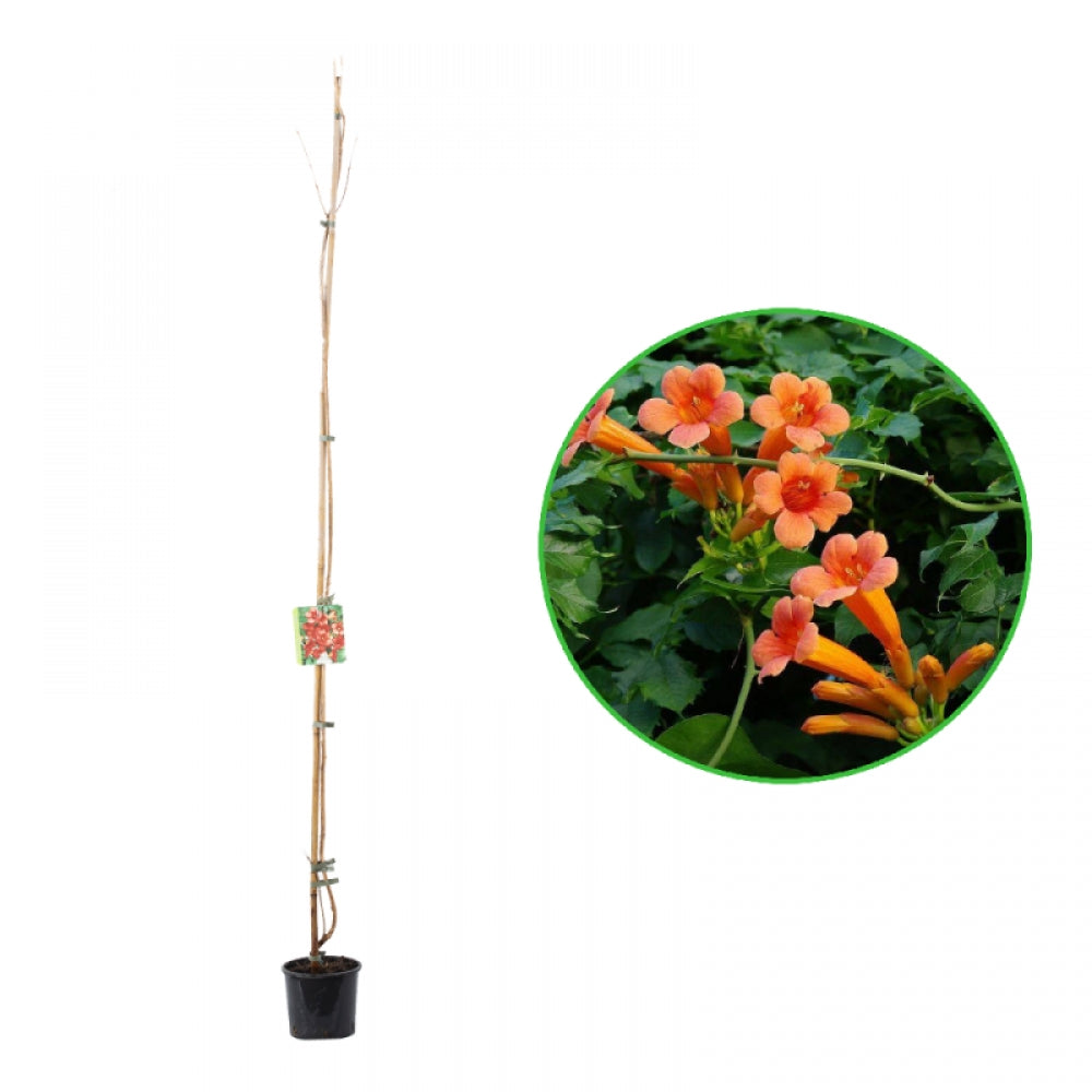 Pipa Turcului Indian Summer, Campsis x Tagliabuana Indian Summer