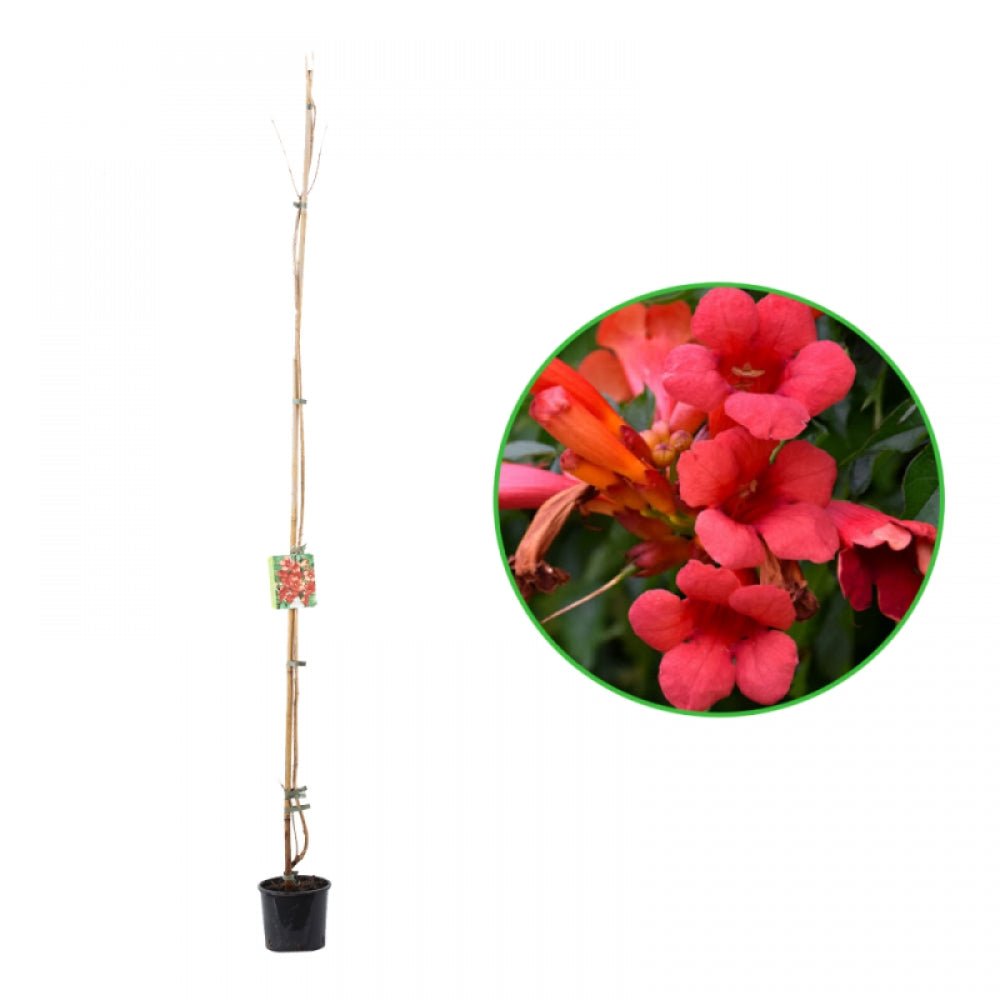 Pipa Turcului Stromboli, Campsis Radicans Stromboli