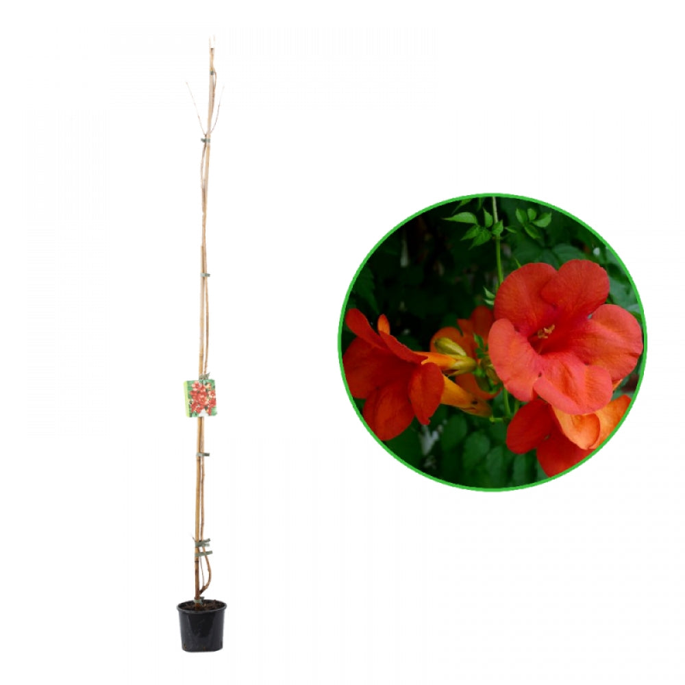 Pipa Turcului Madame Galen, Campsis × tagliabuana Madame Galen