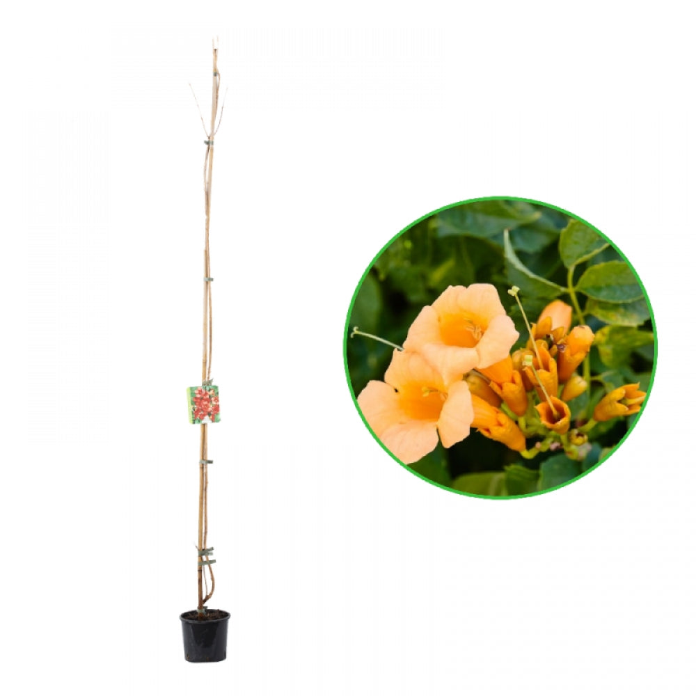 Pipa Turcului Flava, Campsis Radicans Flava