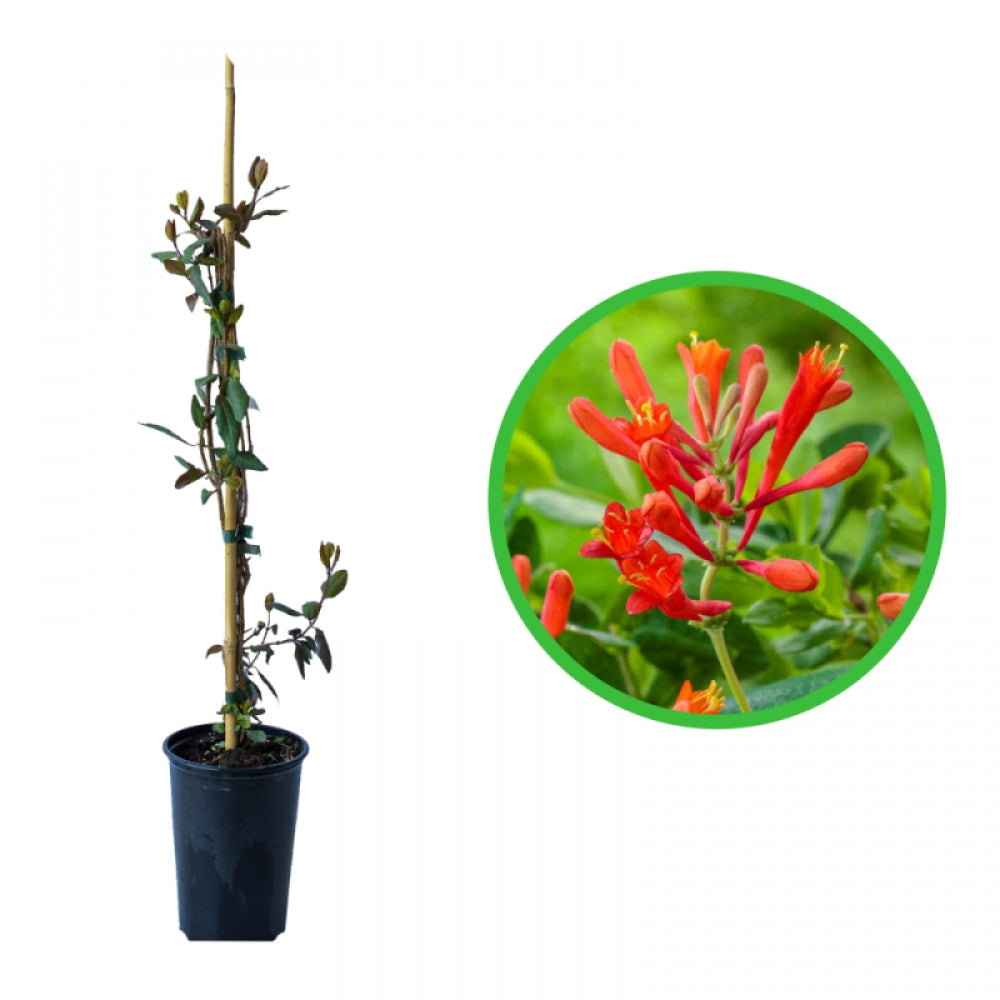 Caprifoi Scarlet, Lonicera Brownii Dropmore Scarlet