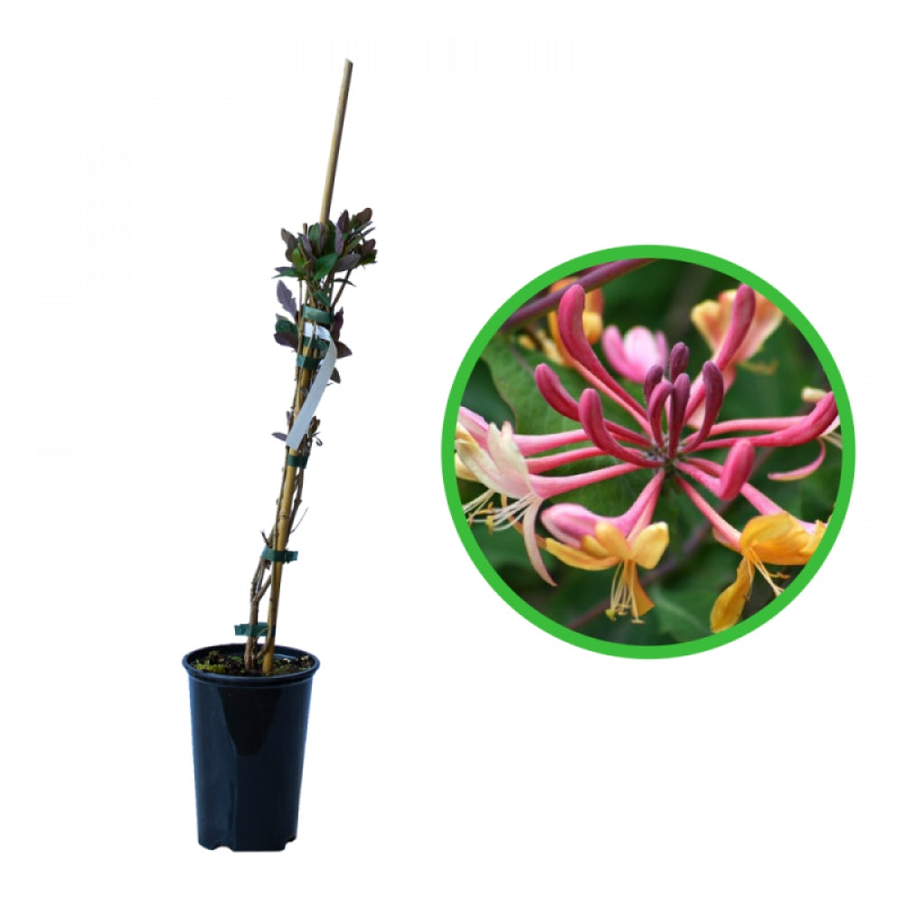 Caprifoi GoldFlame, Lonicera Japonica Heckrottii GoldFlame