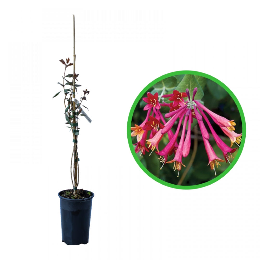 Caprifoi Blanche Sandman, Lonicera Sempervirens Blanche Sandman