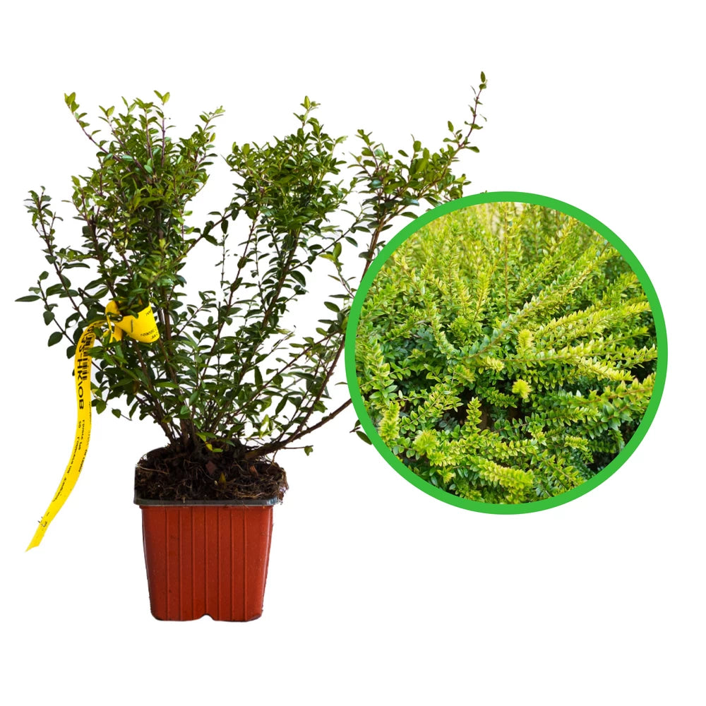 Caprifoi Tarator, Lonicera Nitida Elegant