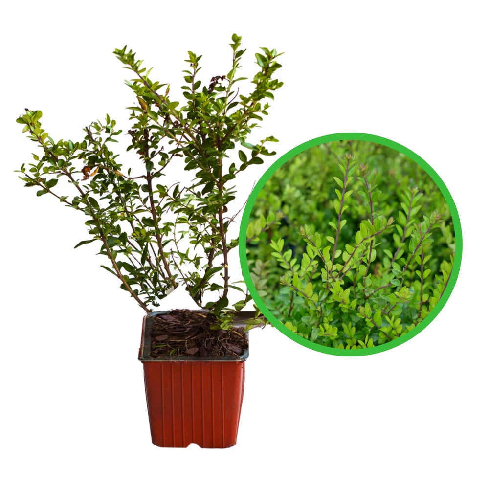 Caprifoi Tarator, Lonicera Nitida Maigrun